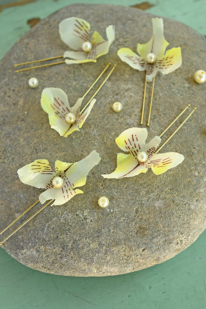 Pin 5 Orquidea mini